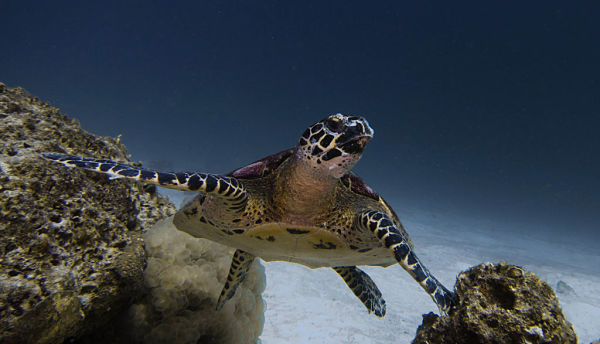 Tailandia. La belleza de los fondos marinos