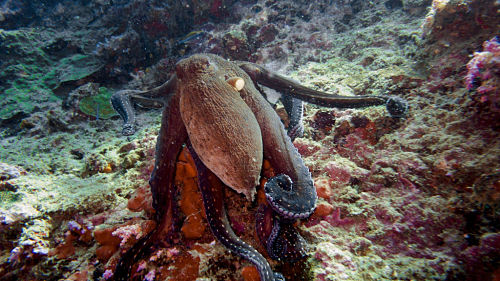 Tailandia. La belleza de los fondos marinos